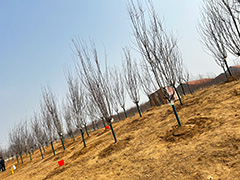 植樹後の様子