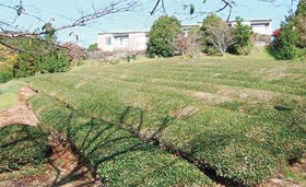 画像:浜松工場敷地内の茶畑