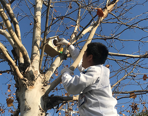 画像:鳥巣の設置