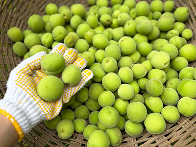 A portion of the harvested plums.