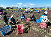 Volunteering at the Japan No.1 Imoni Festival