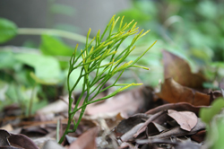 Image : Whisk fern
