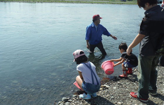 image : Releasing ayu juveniles